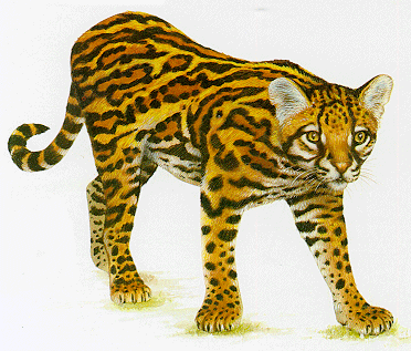 ocelot00.gif