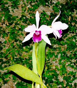 orchidjr.jpg"
